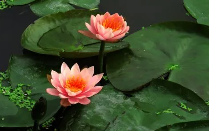 水莲花怎么养盆栽水培