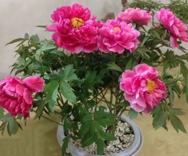 盆栽牡丹花的养殖方法