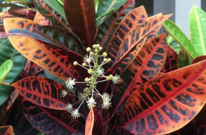 变叶木开花后怎么办