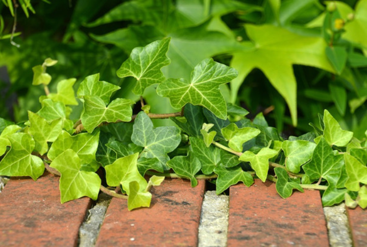 大门两边栽什么花或树最好
