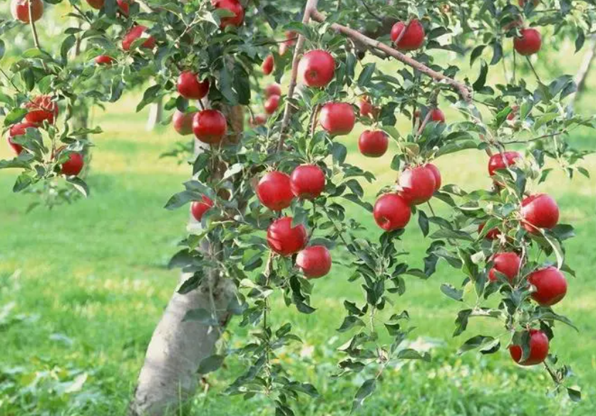 家中种苹果树好不好