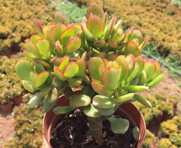 姬红花月多肉价格