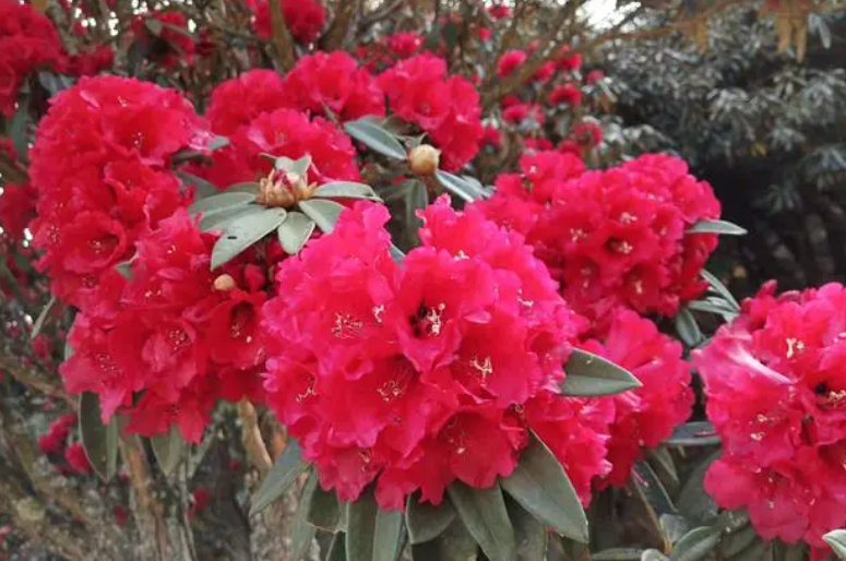 马樱花下山桩几月挖最好