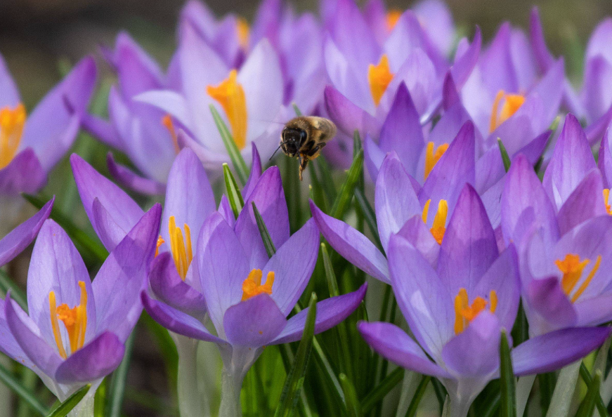 番红花用深盆还是浅盆