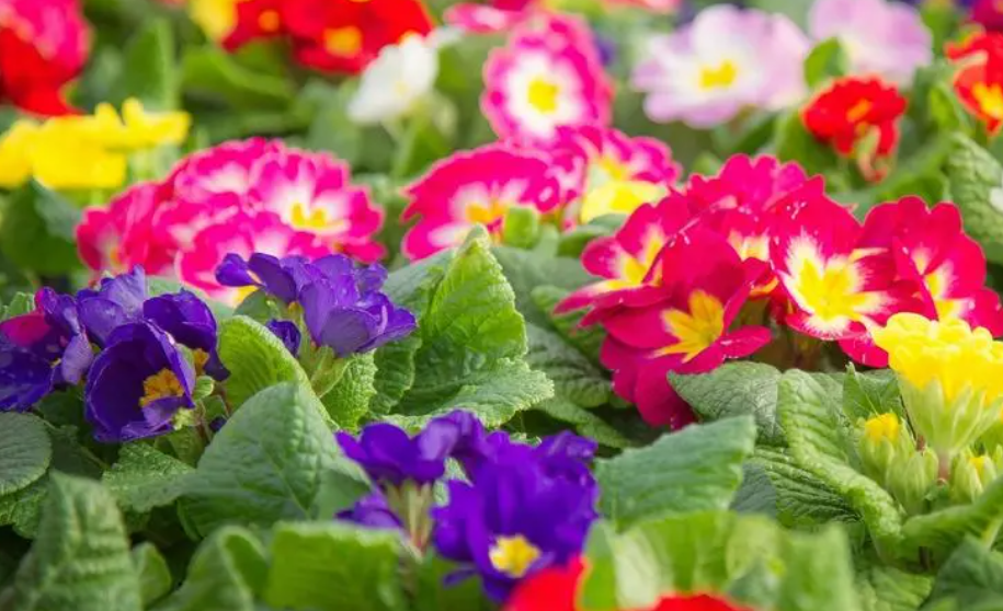 怎样让报春花多开花