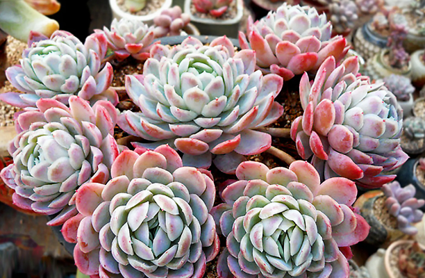 多肉冰梅什么时候开花