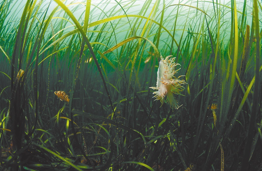 海花草的种植方法