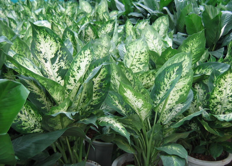 万年青突然开白花预兆风水