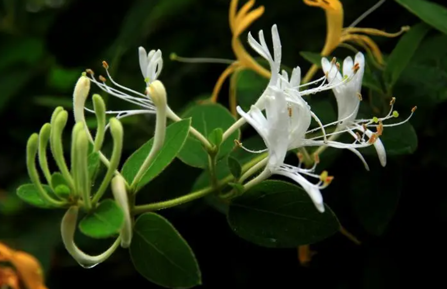 金银花扦插多久生根