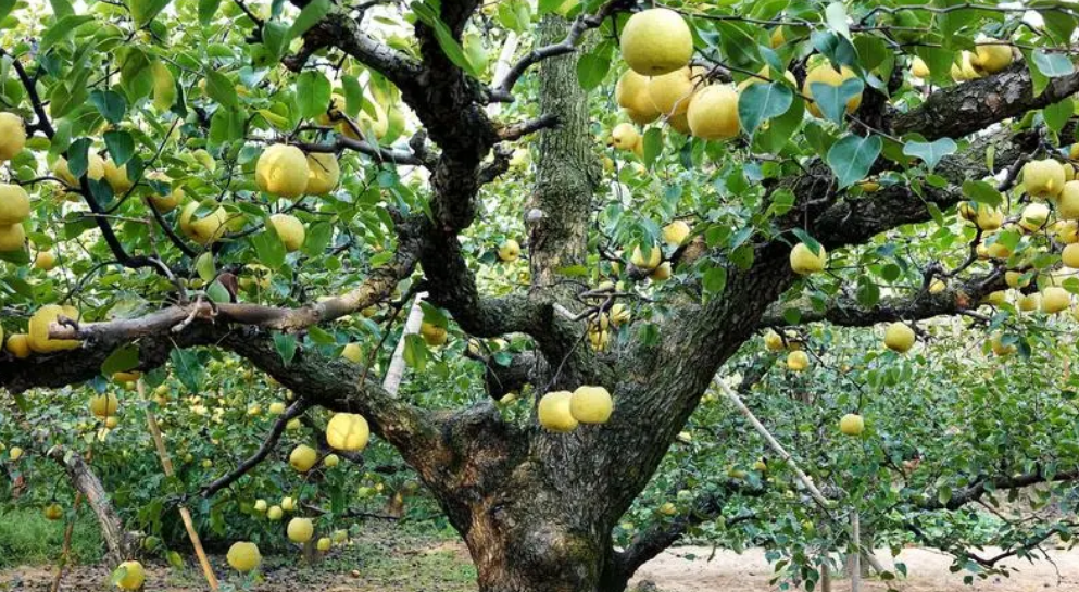 江苏可以种什么水果树