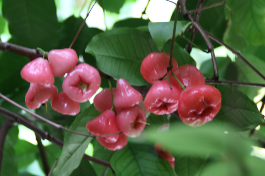 南方莲雾什么时候开花结果