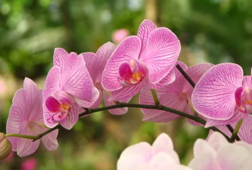 大花惠兰花开完花后怎么养