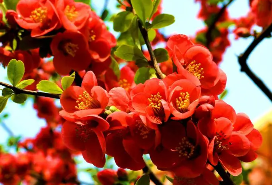 海棠开花时怎么浇水