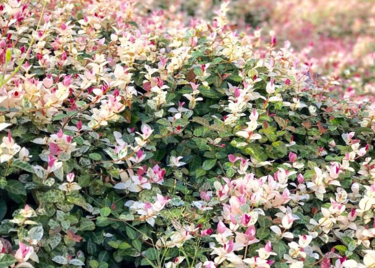 花叶络石缓苗几天