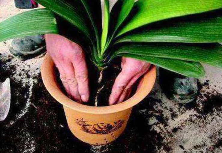 养花什么时候换盆最好