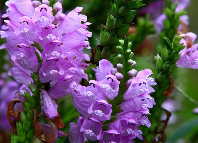 假龙头花怎么繁殖