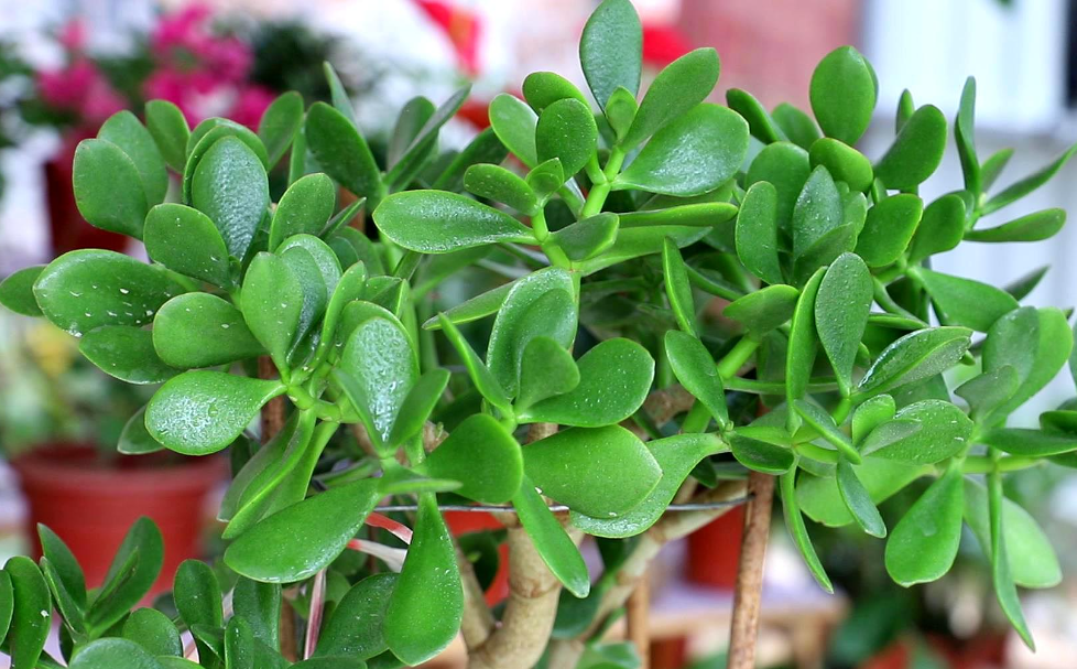 玉树秋季能不能换盆