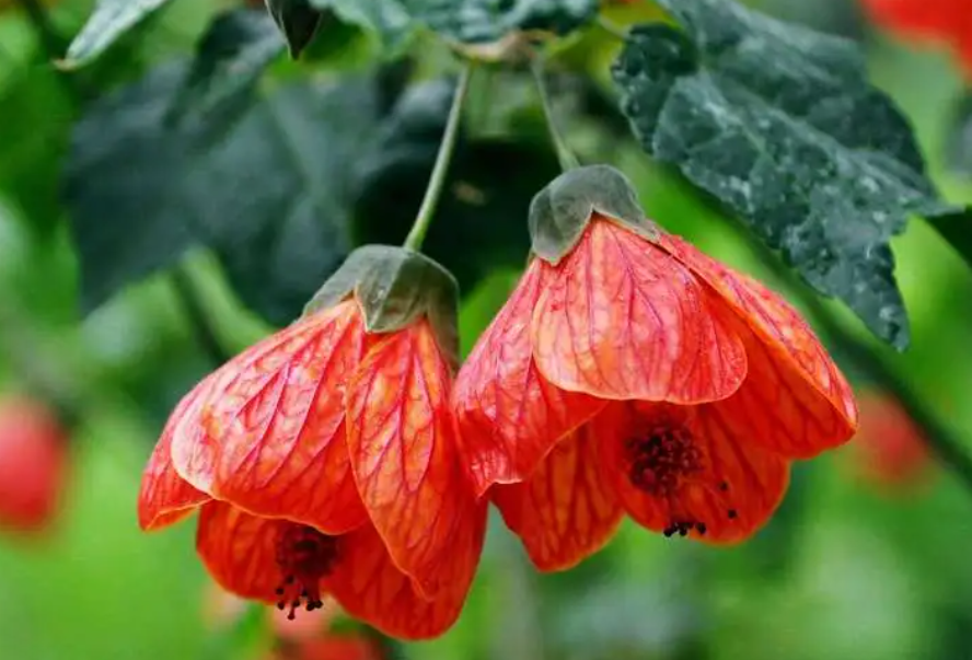 金铃花怕太阳直照吗