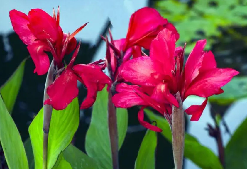 美人蕉花败了怎么处理