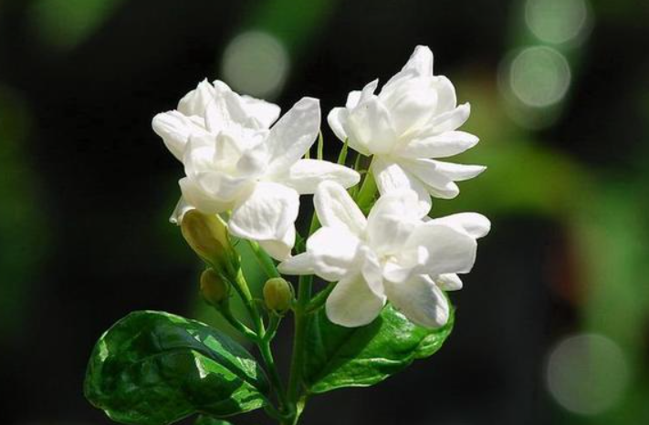 茉莉花花后修剪有技巧