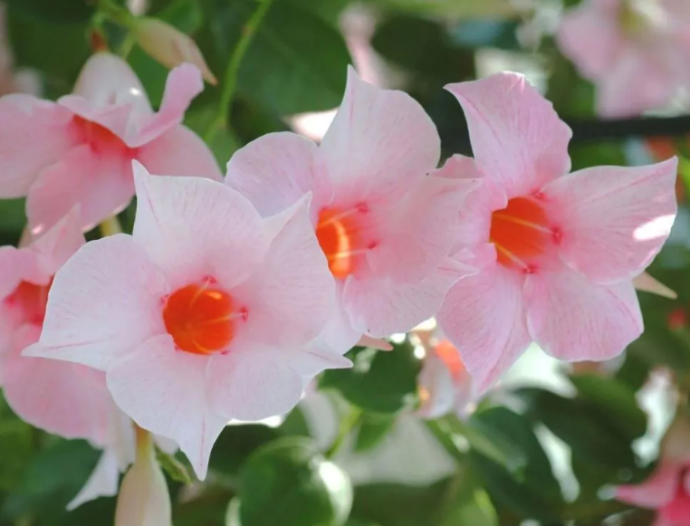 飘香藤开花后需要修剪吗