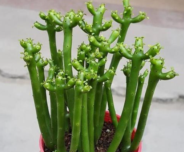 多肉珊瑚树开的花是什么样的