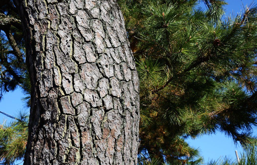 一年多的干松树可以种茯苓吗