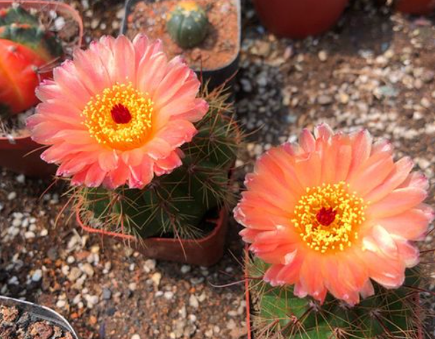 青王丸红花与黄花区别