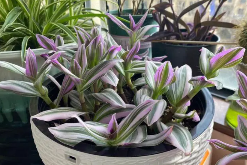 油画吊兰开花了要剪掉吗