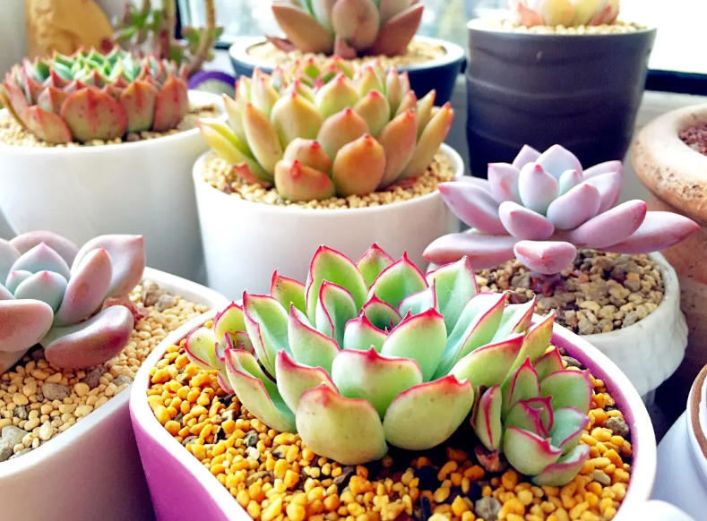 长方形矮花盆养什么花最合适