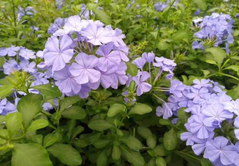 蓝雪花冬季养殖方法