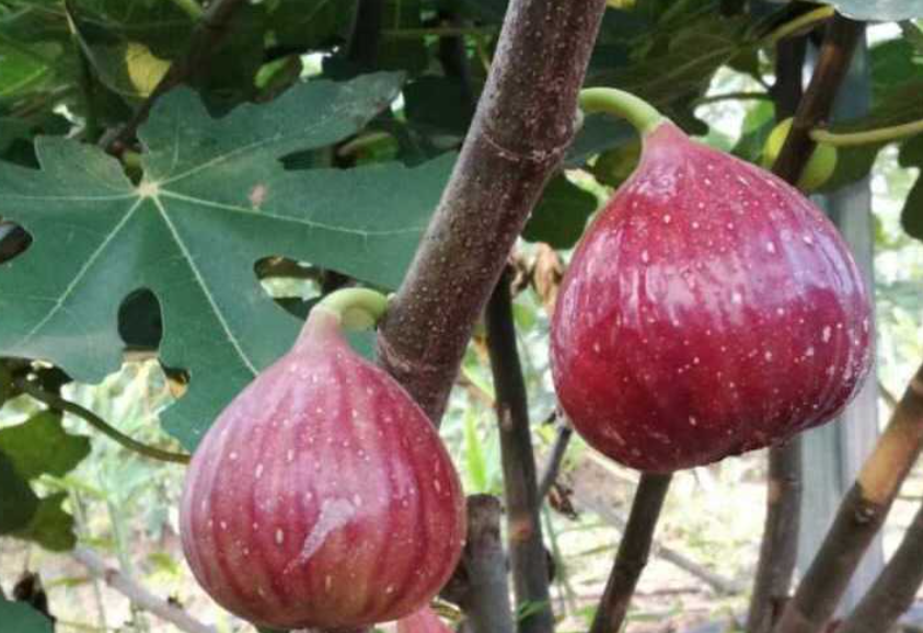 波姬红无花果特点