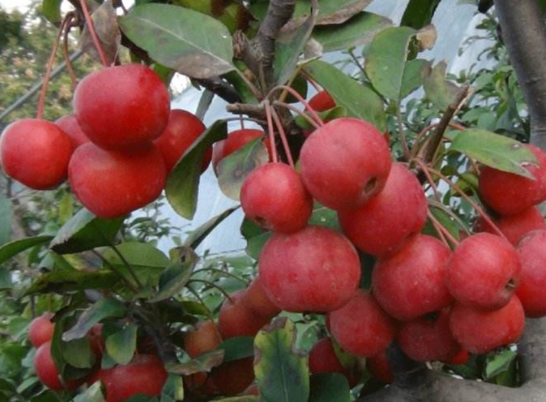 冬红果为什么不开花