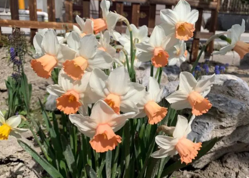 洋水仙第二年怎样复花