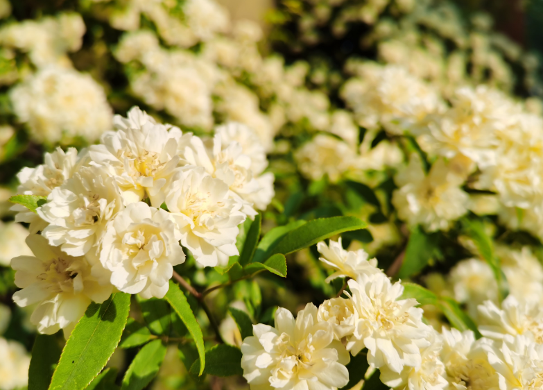 木香花冬天需要剪枝吗