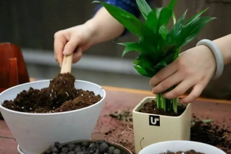 花草几月份换土最佳