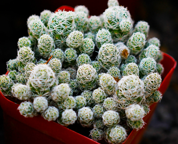 长方形盆景盆种什么花