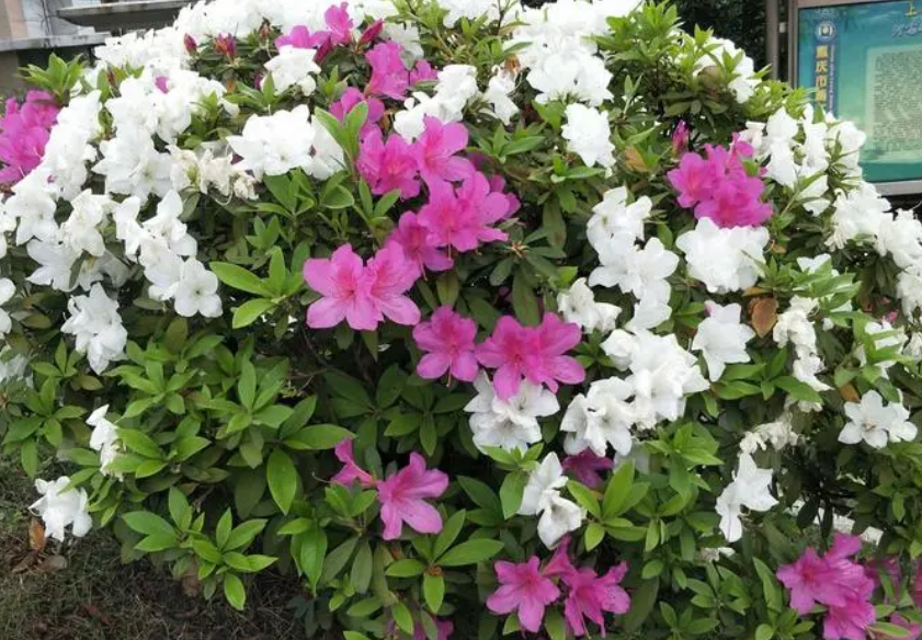 开花毛鹃的养殖方法