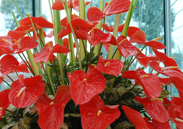 红掌开花火红喜庆好兆头