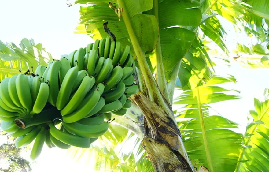 大花美人蕉种子如何育苗