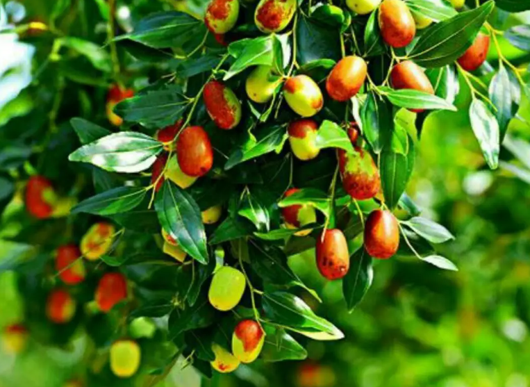 枣树的品种有哪些