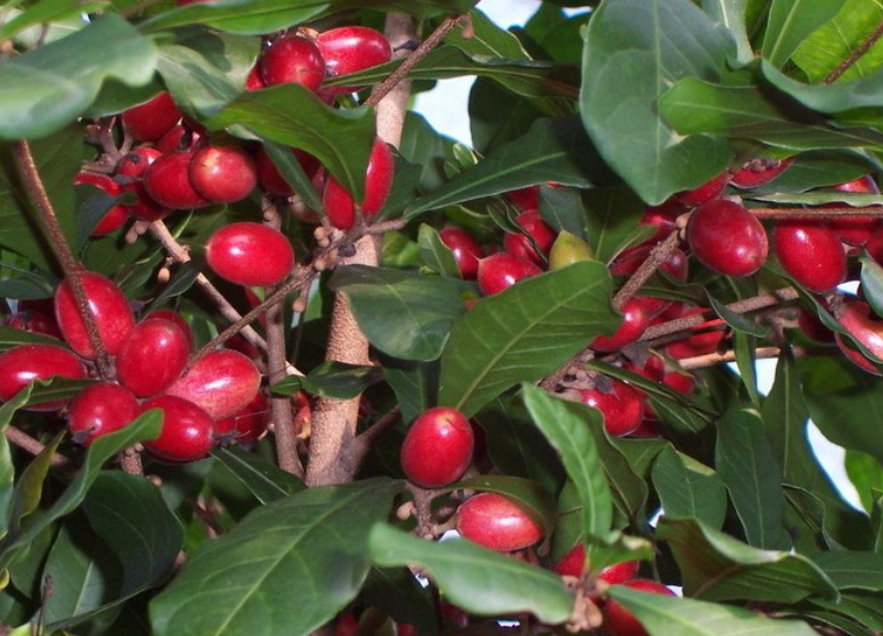 神秘果树湖南能结果吗