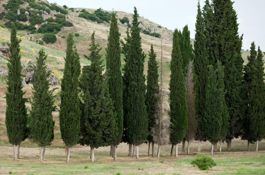 松柏树不可以在家里养吗