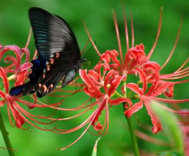 彼岸花可以放室内养吗