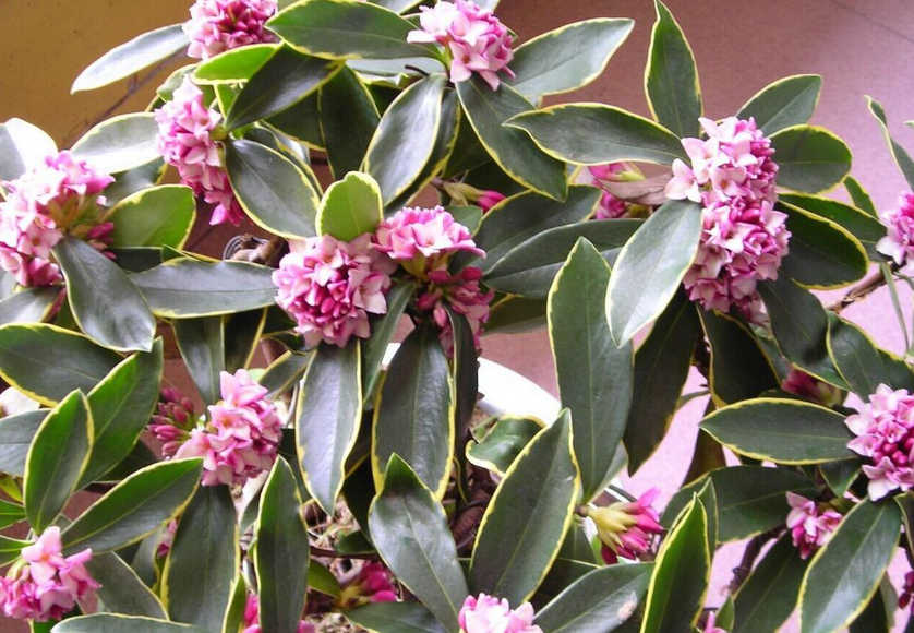 金边瑞香花喜欢浇水吗