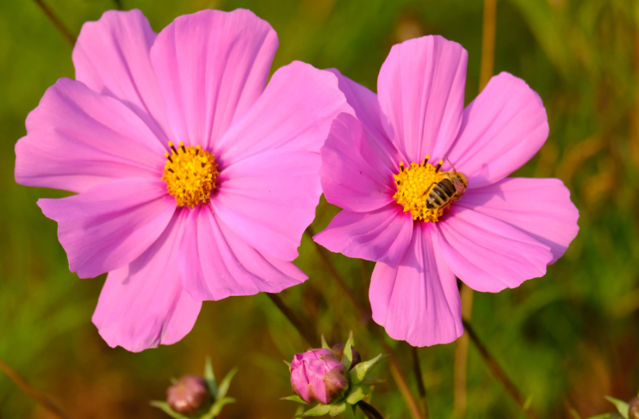 秋英花的种子怎么收集