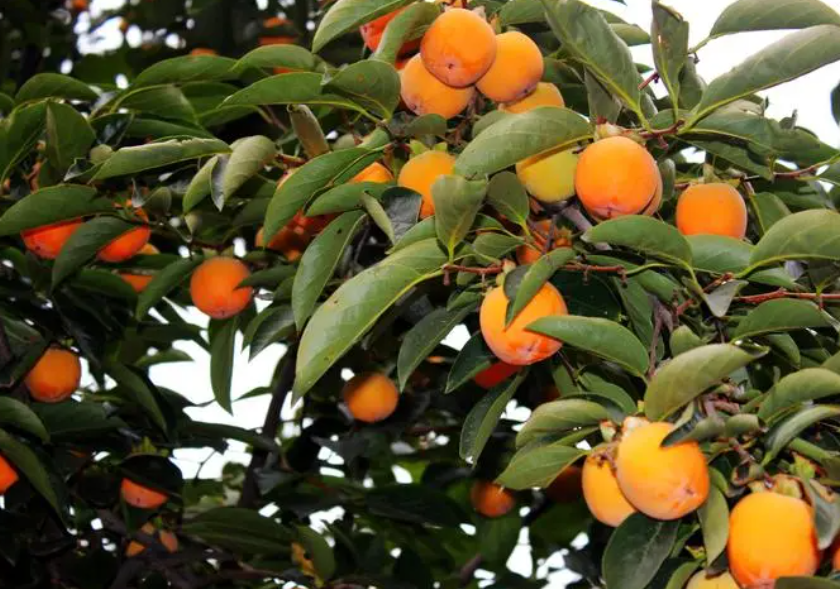 立秋后能嫁接柿子树吗