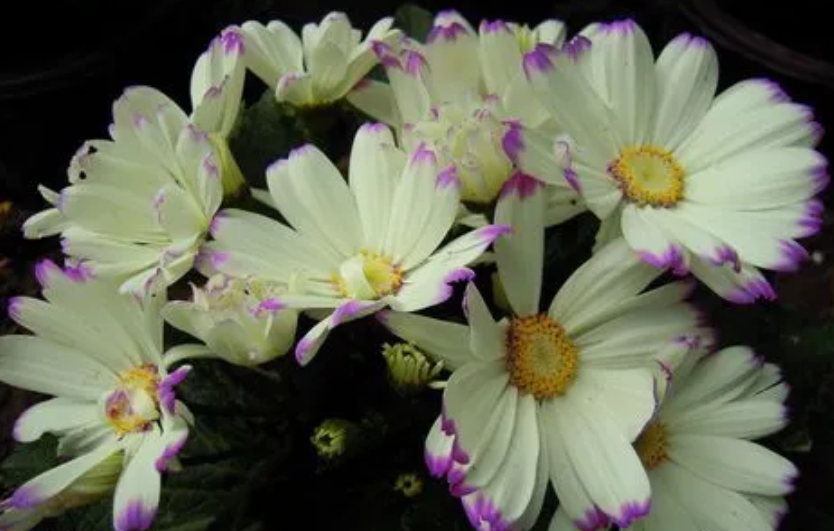 瓜菊花打蔫了怎么办