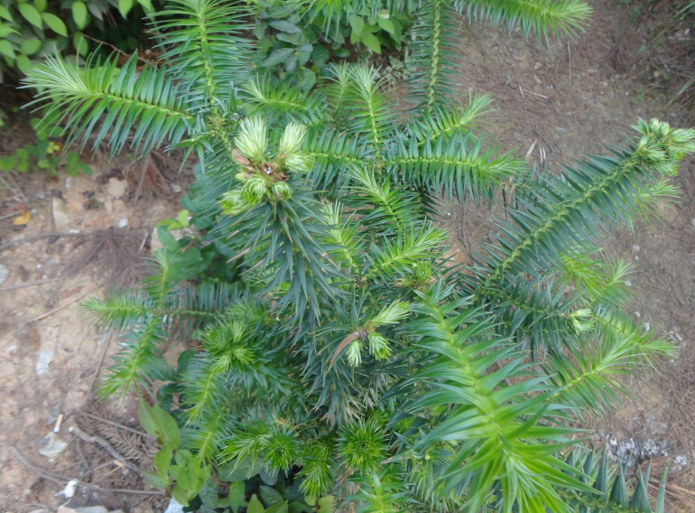 带刺的杉树是什么品种