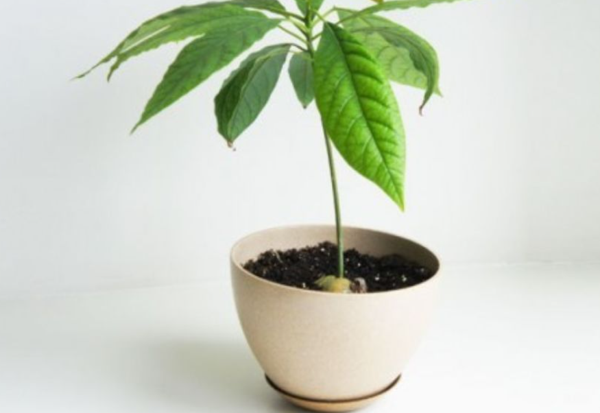 牛油果花盆选择方法